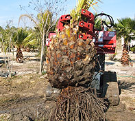 Moving heavy trees, becomes an easy task with the Rock and Tree Hand.